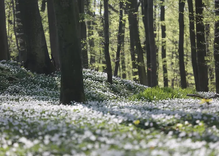 Haiderose Отель